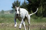 GREYHOUND 094